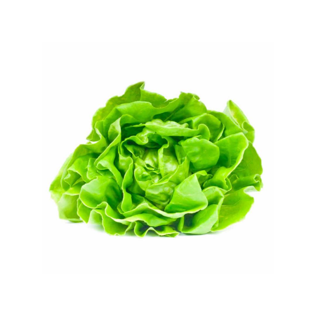 LECHUGA MANTECA