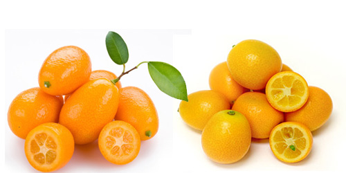 KINOTOS
