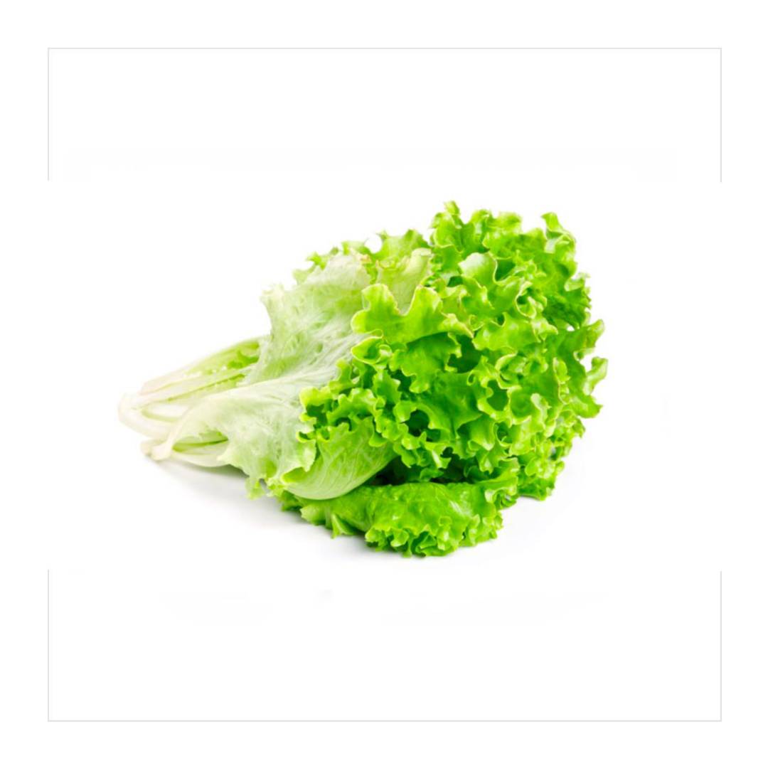 LECHUGA FRANCESA