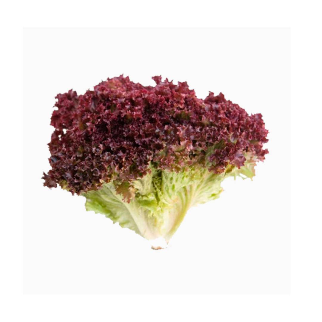 LECHUGA MORADA